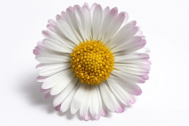 Single daisy flower viewed from directly above on white background