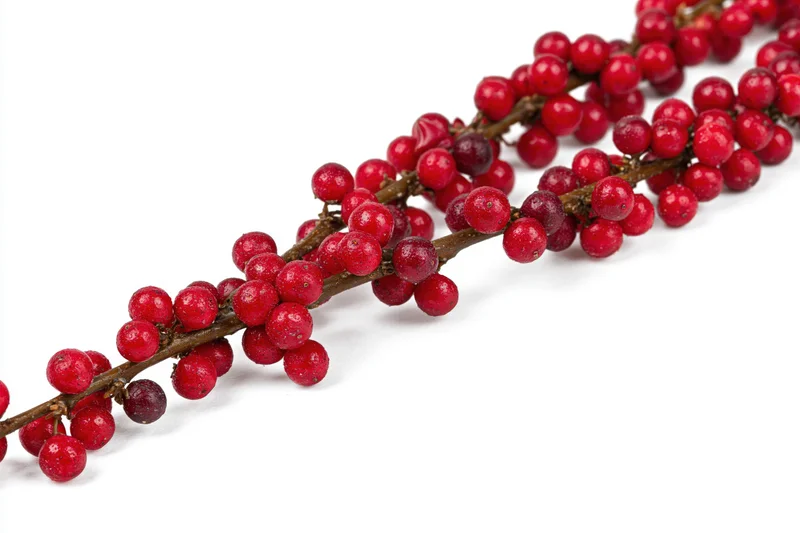 Winterberry holly branch with dense red berries on white background