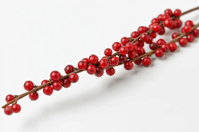 Winterberry holly branch with dense red berries on white background