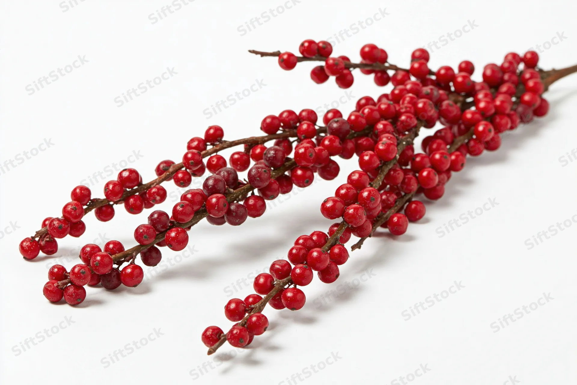 Winterberry holly branch with dense red berries on white background