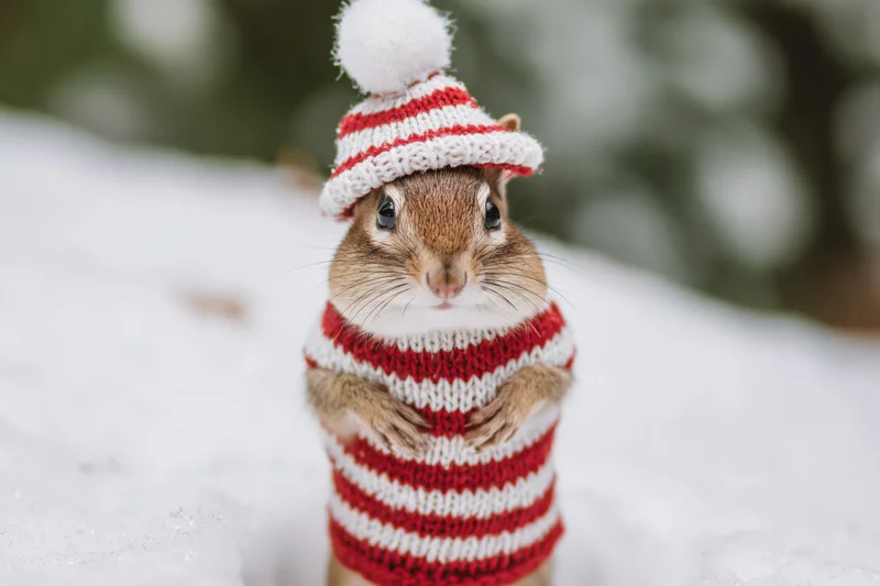 Chipmunk wearing red and white striped knit hat and sweater standing in snow