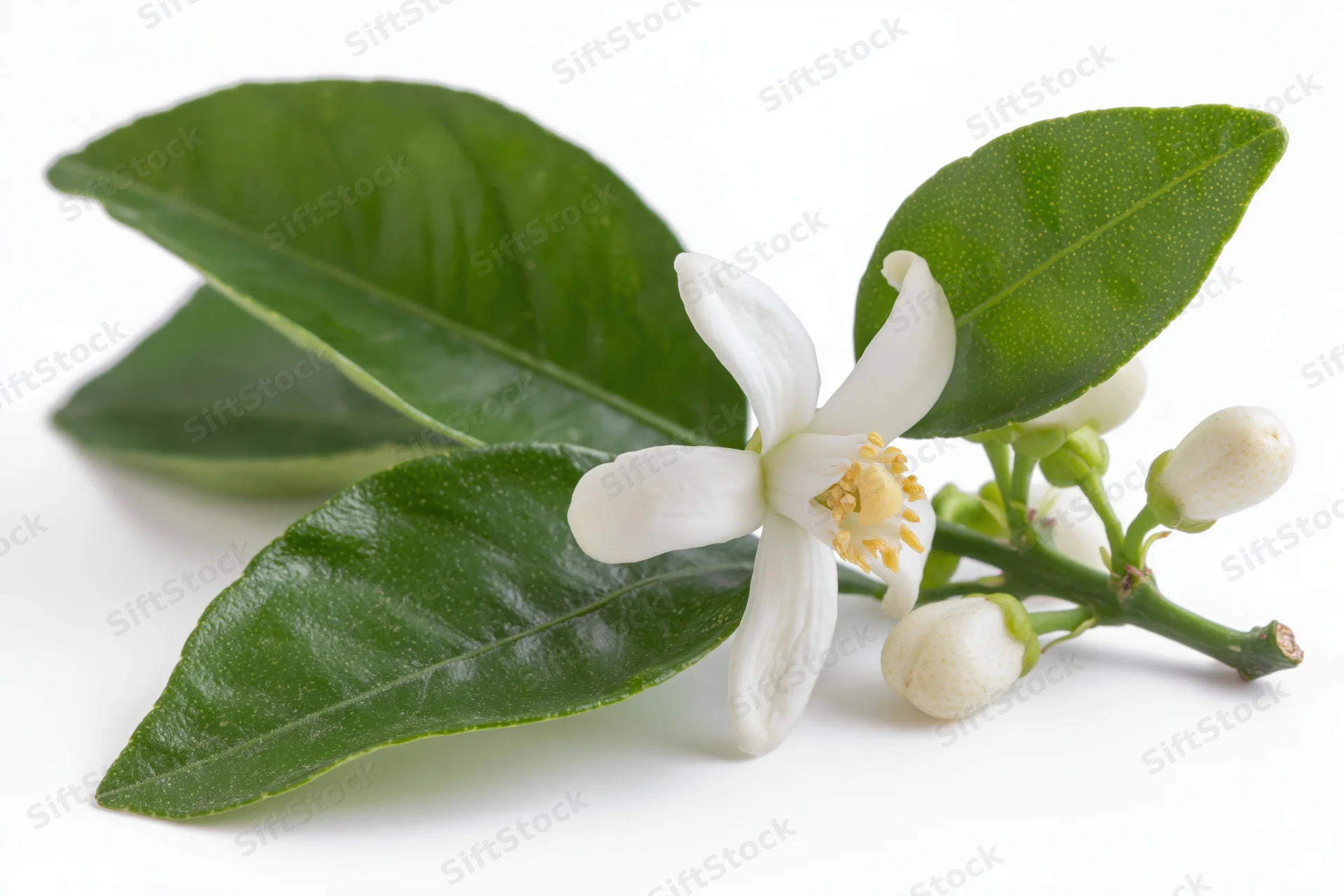 Citrus blossom branch with one open white flower and buds on green leaves against white background