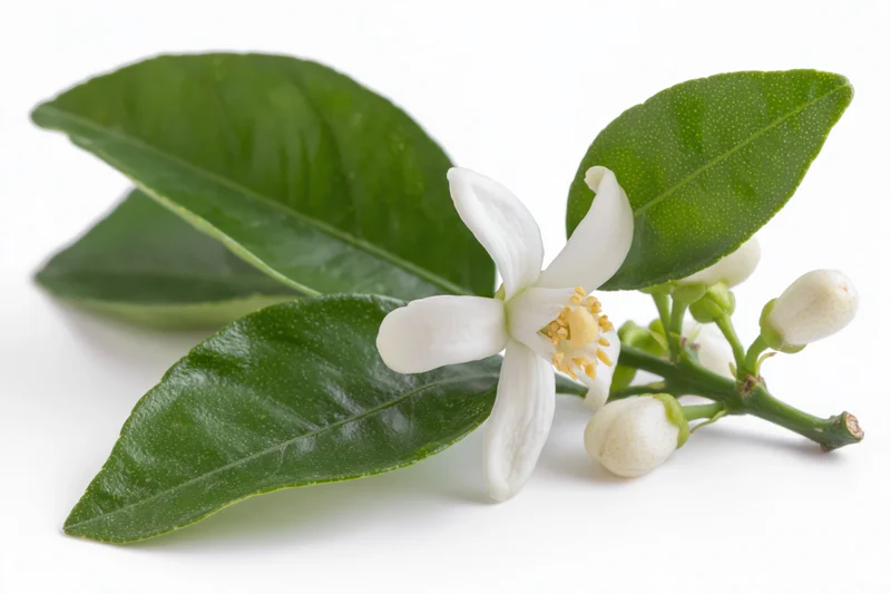 Citrus blossom branch with one open white flower and buds on green leaves against white background