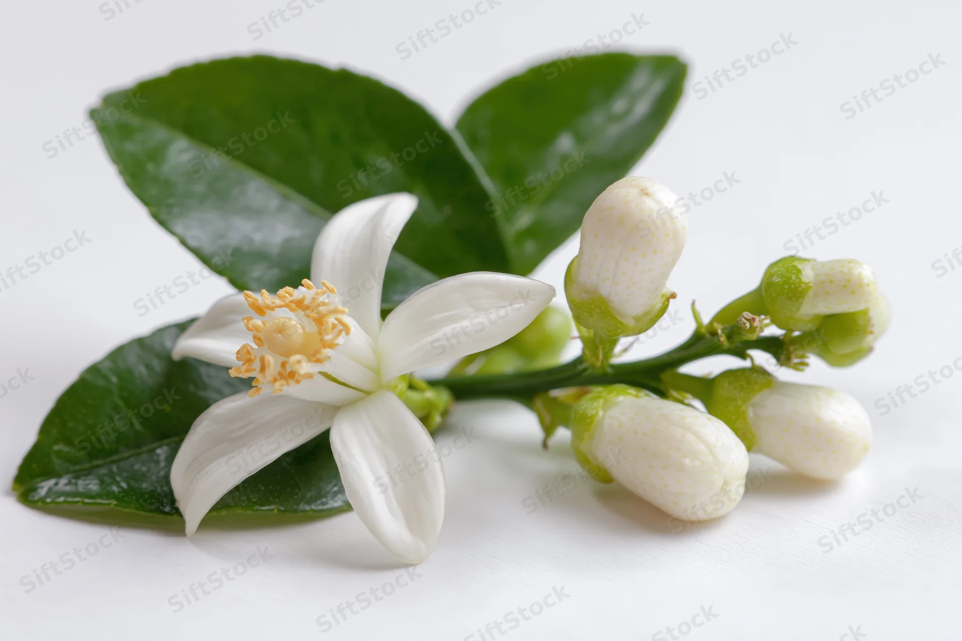 Citrus blossom branch with one open white flower and several buds on green leaves against white background