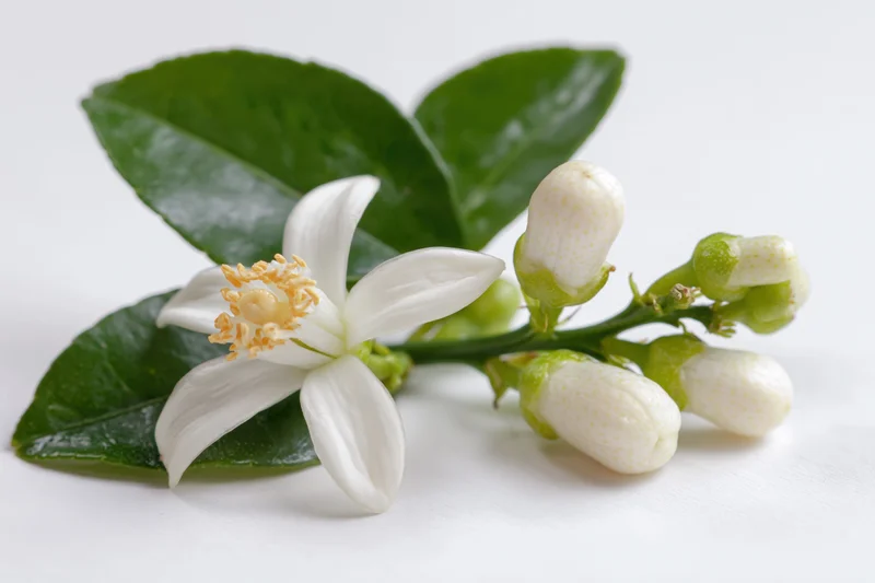 Citrus blossom branch with one open white flower and several buds on green leaves against white background