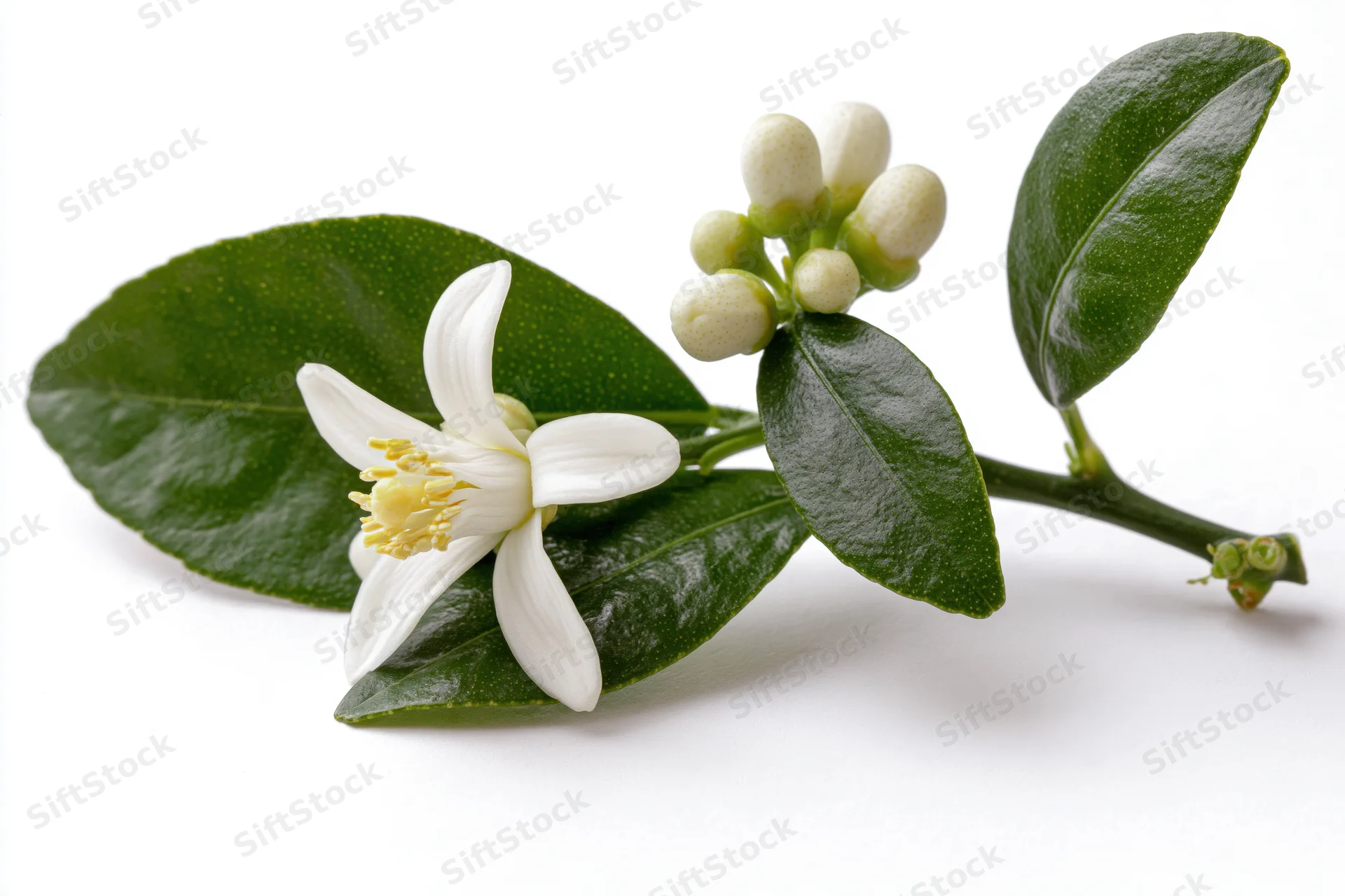 Citrus blossom branch with one open white flower and buds on green leaves against white background