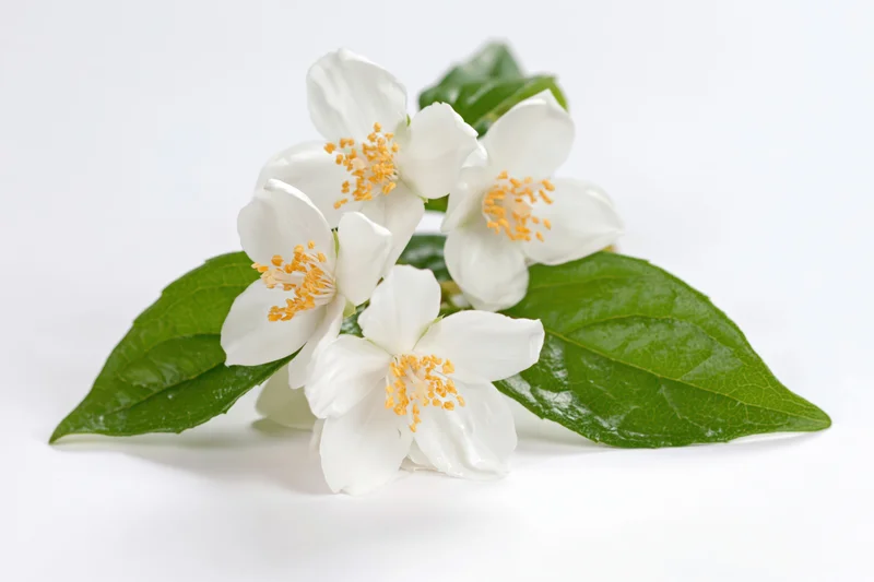 Cluster of white jasmine blossoms with green leaves on white background