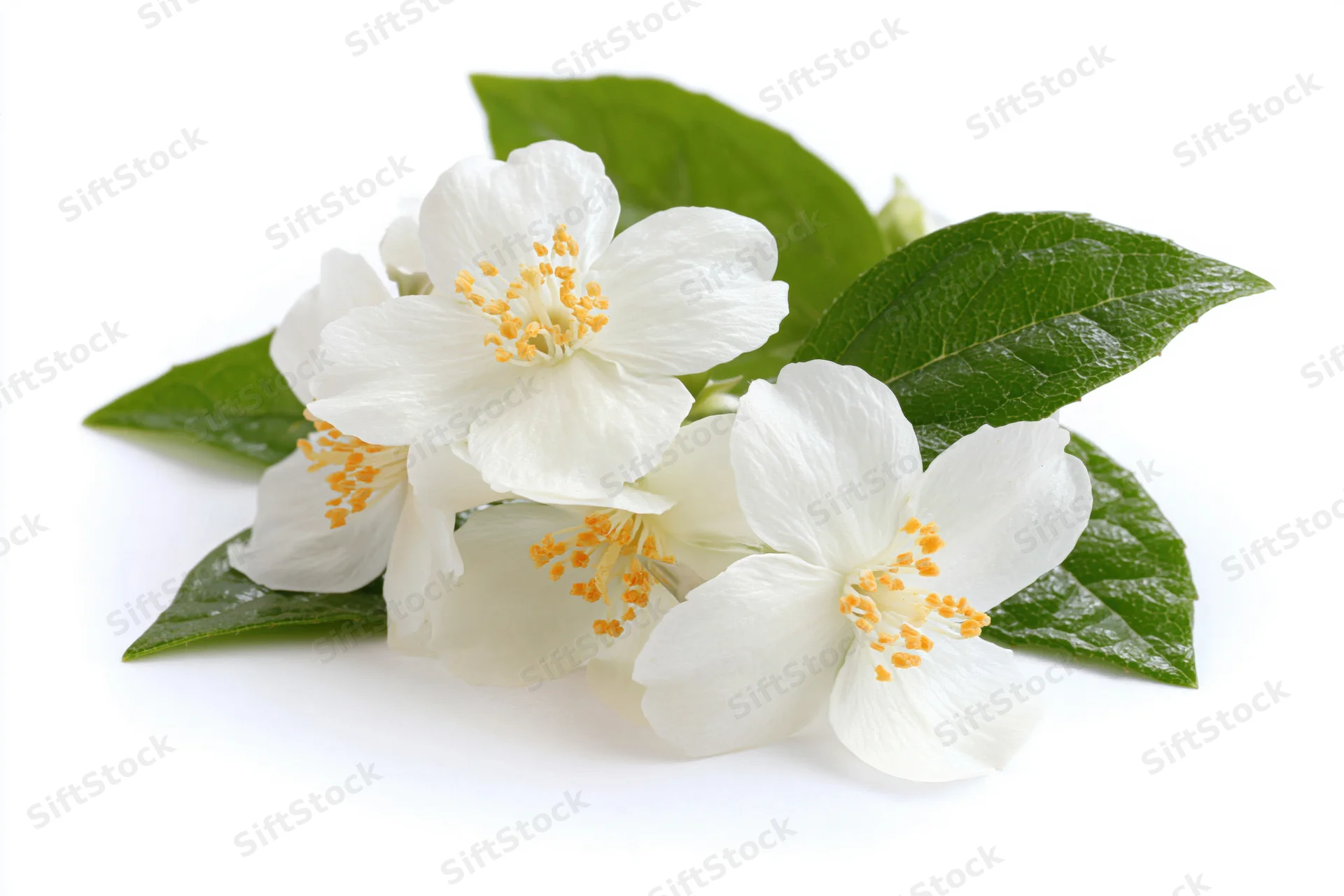 Cluster of white jasmine blossoms with green leaves on white background