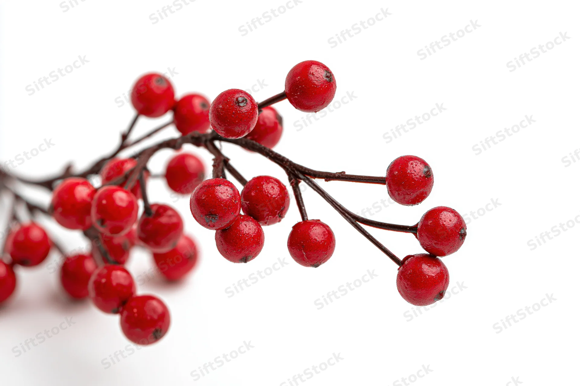 Holly branch with clusters of red berries on white background