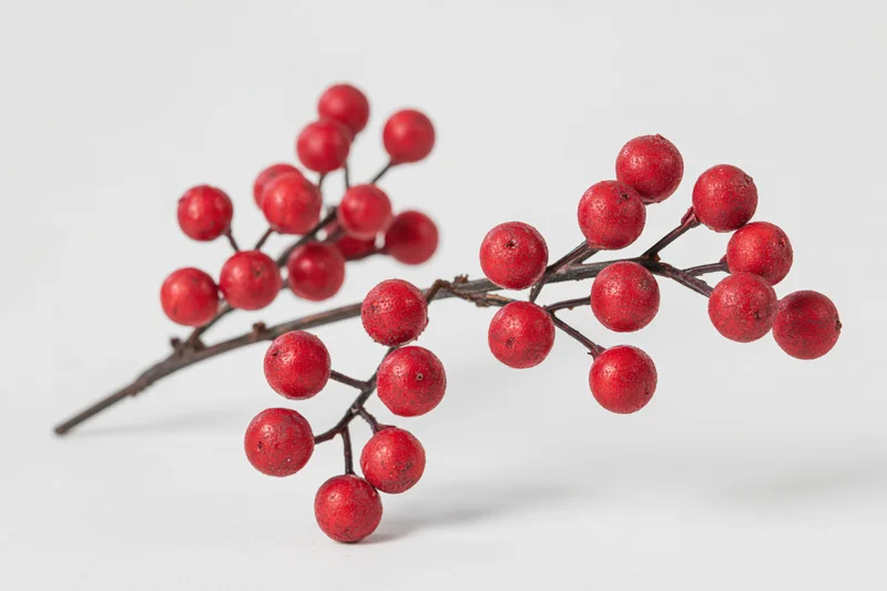 Decorative holly berry branch with clusters of red berries on white background