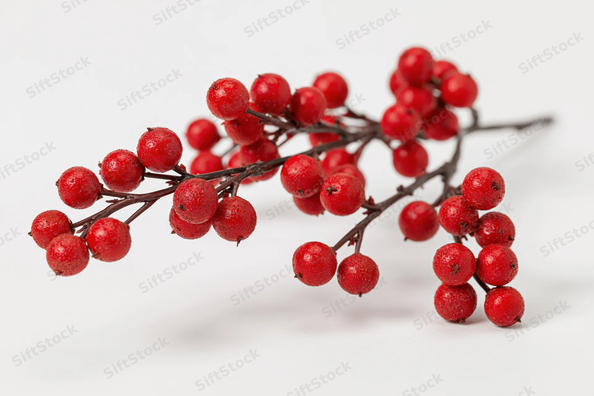 Decorative holly berry branch with clusters of red berries on white background