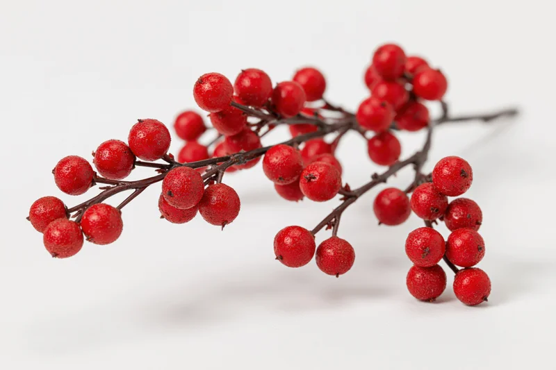 Decorative holly berry branch with clusters of red berries on white background