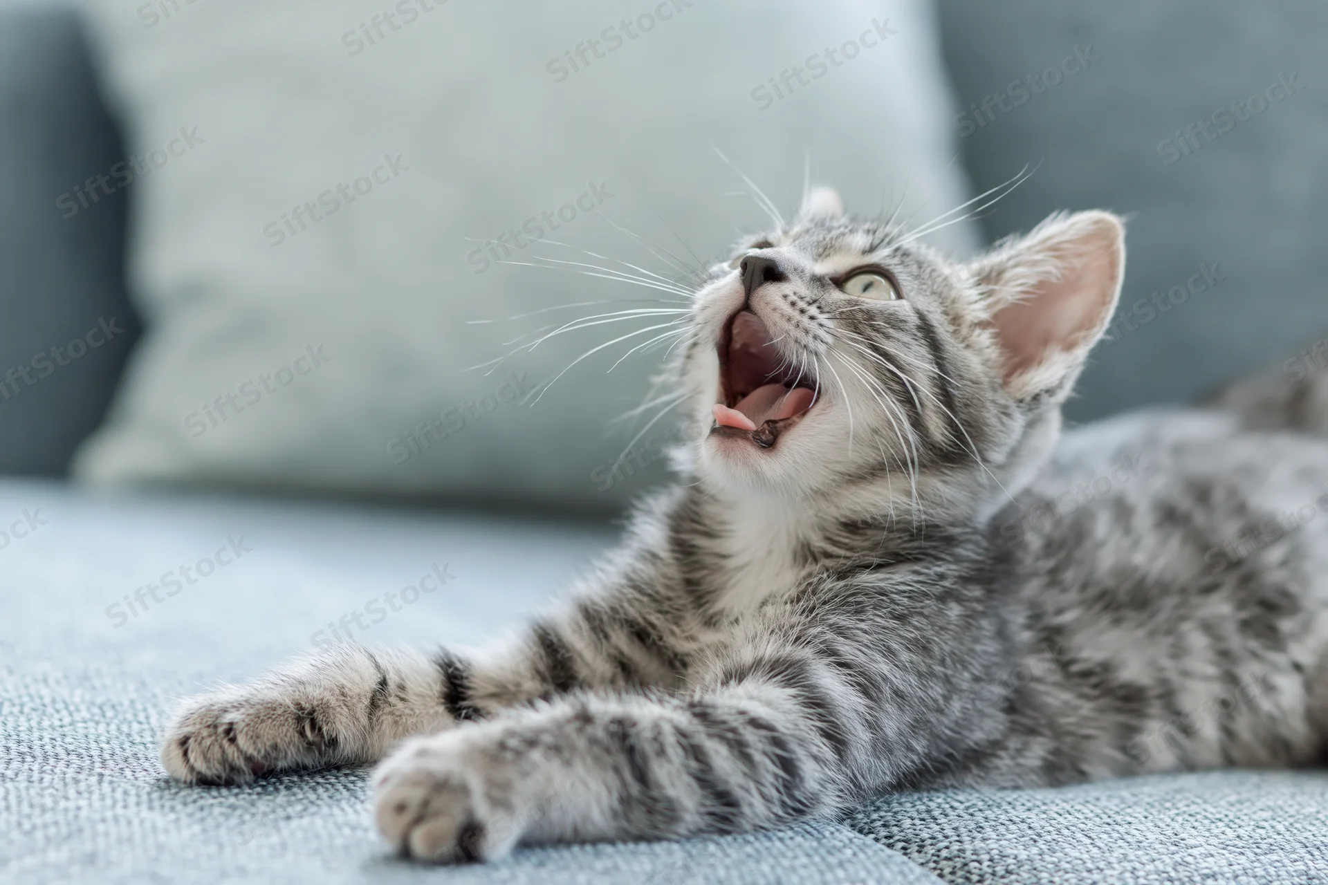 Grey tabby kitten yawning while lying on a light blue-grey fabric sofa
