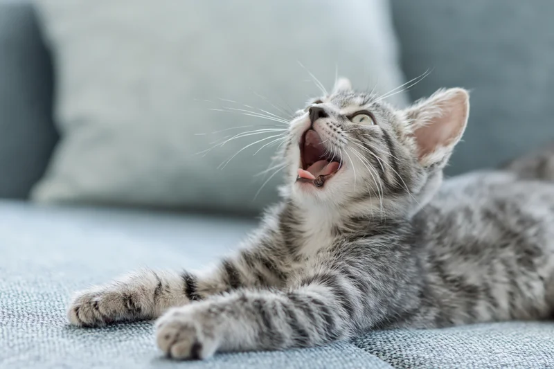 Grey tabby kitten yawning while lying on a light blue-grey fabric sofa