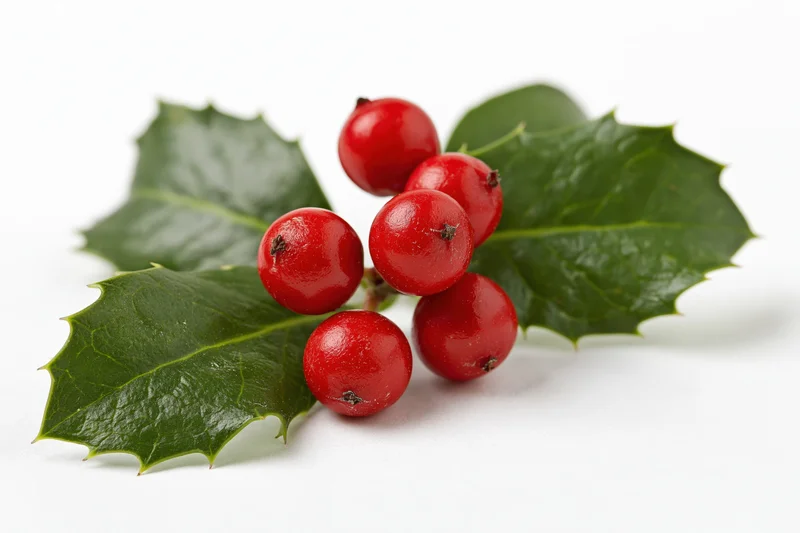 Holly sprig with red berries and green leaves on white background