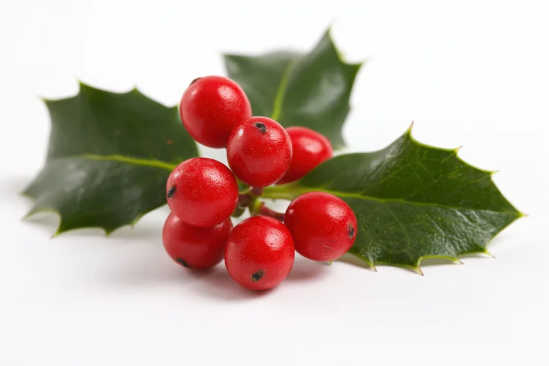 Holly sprig with red berries and green leaves on white background