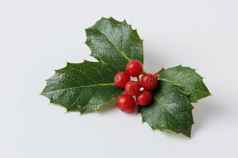 Holly sprig with red berries and green spiny leaves on white background
