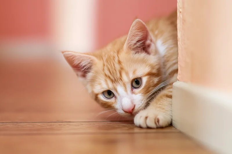 Orange and white kitten peeking from behind a baseboard on a wooden floor