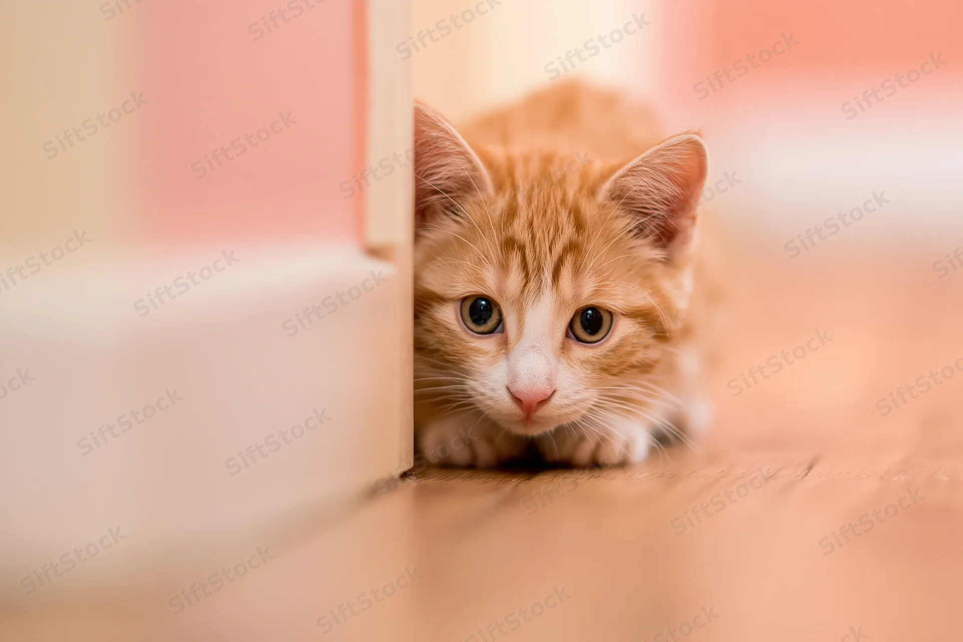 Orange and white kitten peeking from behind furniture on wooden floor