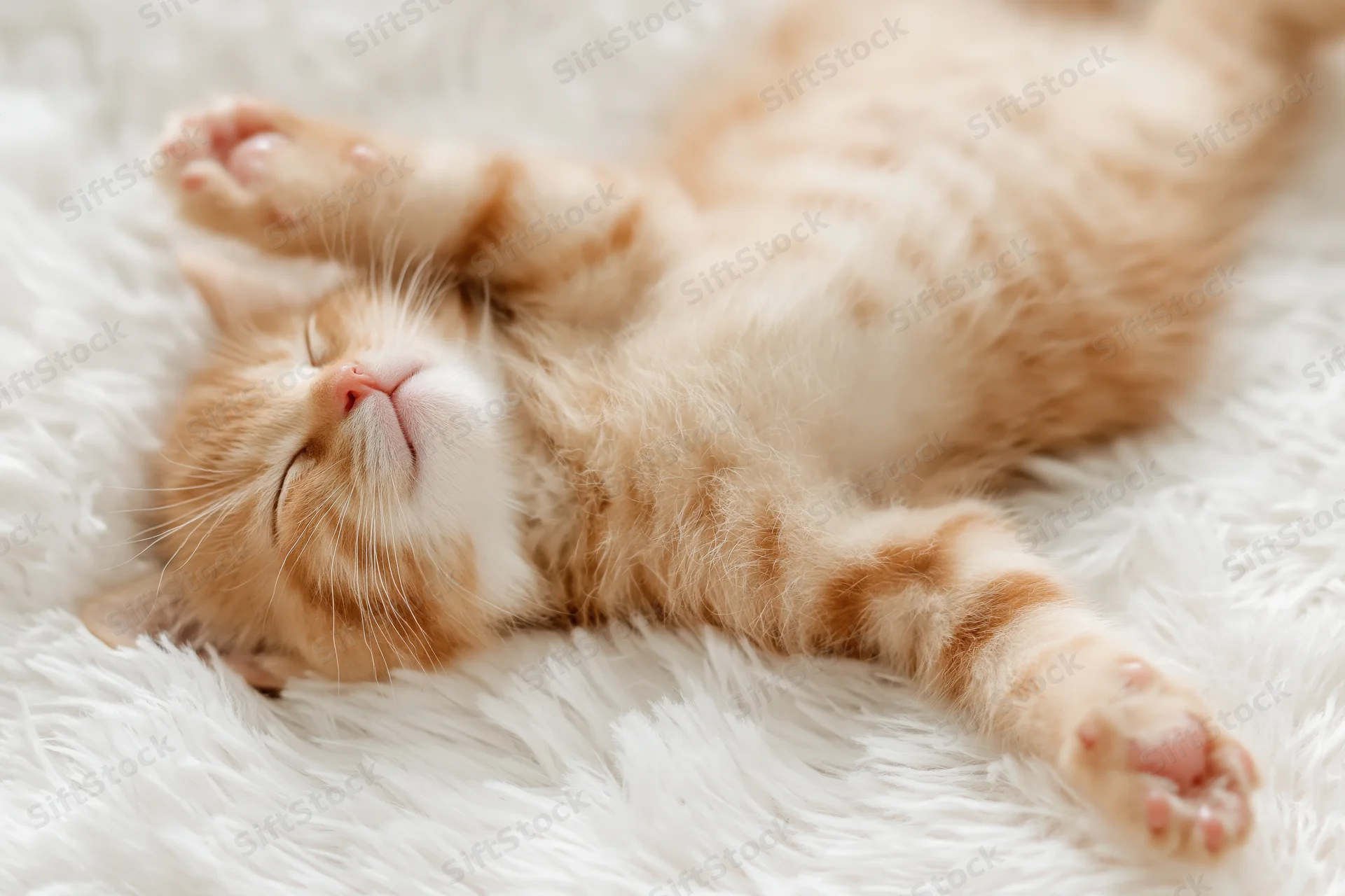 Orange tabby kitten sleeping on its back on a white fluffy rug