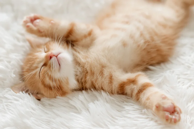 Orange tabby kitten sleeping on its back on a white fluffy rug
