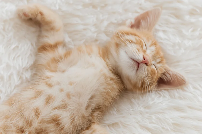 Orange tabby kitten sleeping on its back on a white fluffy rug