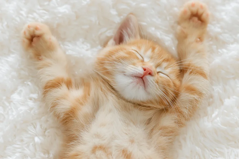 Orange tabby kitten sleeping on back on white fluffy rug