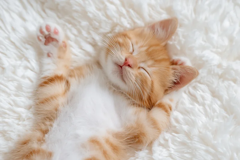 Orange tabby kitten sleeping on its back with paws raised on a white fluffy blanket