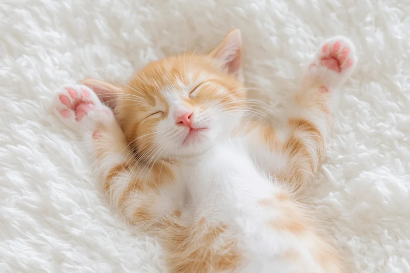 Orange tabby kitten sleeping on its back with paws raised on a white fluffy blanket
