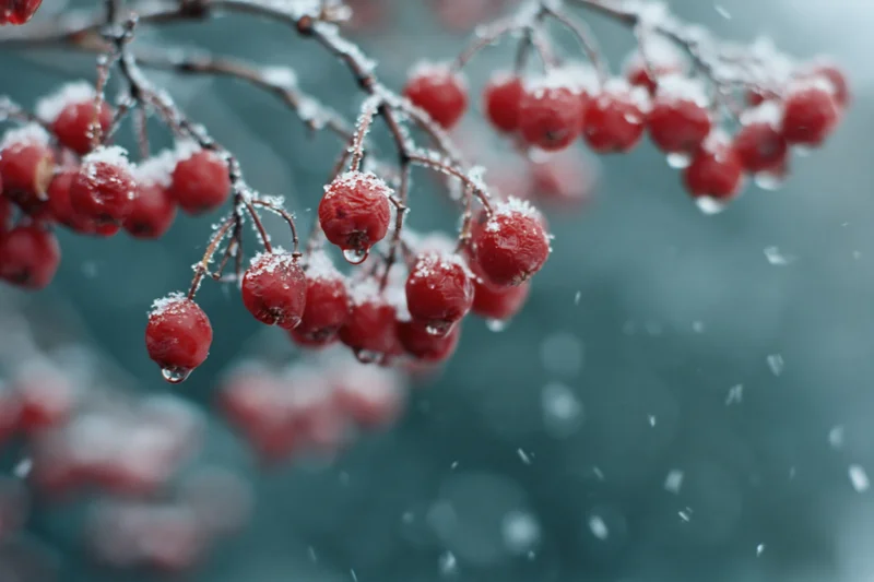 Snow-dusted red berries clustered on bare winter branches with droplets and frost against a blurred blue background