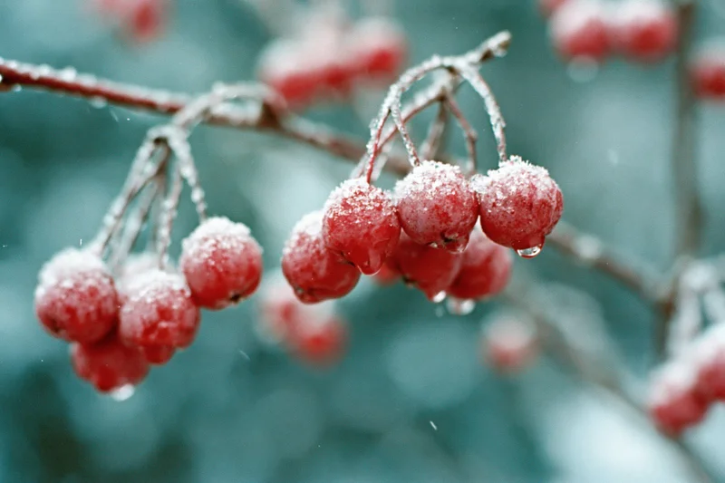 Frost-covered red berries clustered on bare winter branches in a close-up nature shot