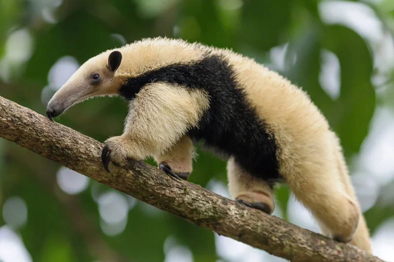 Southern tamandua climbing along a thick diagonal tree branch in a lush forest canopy