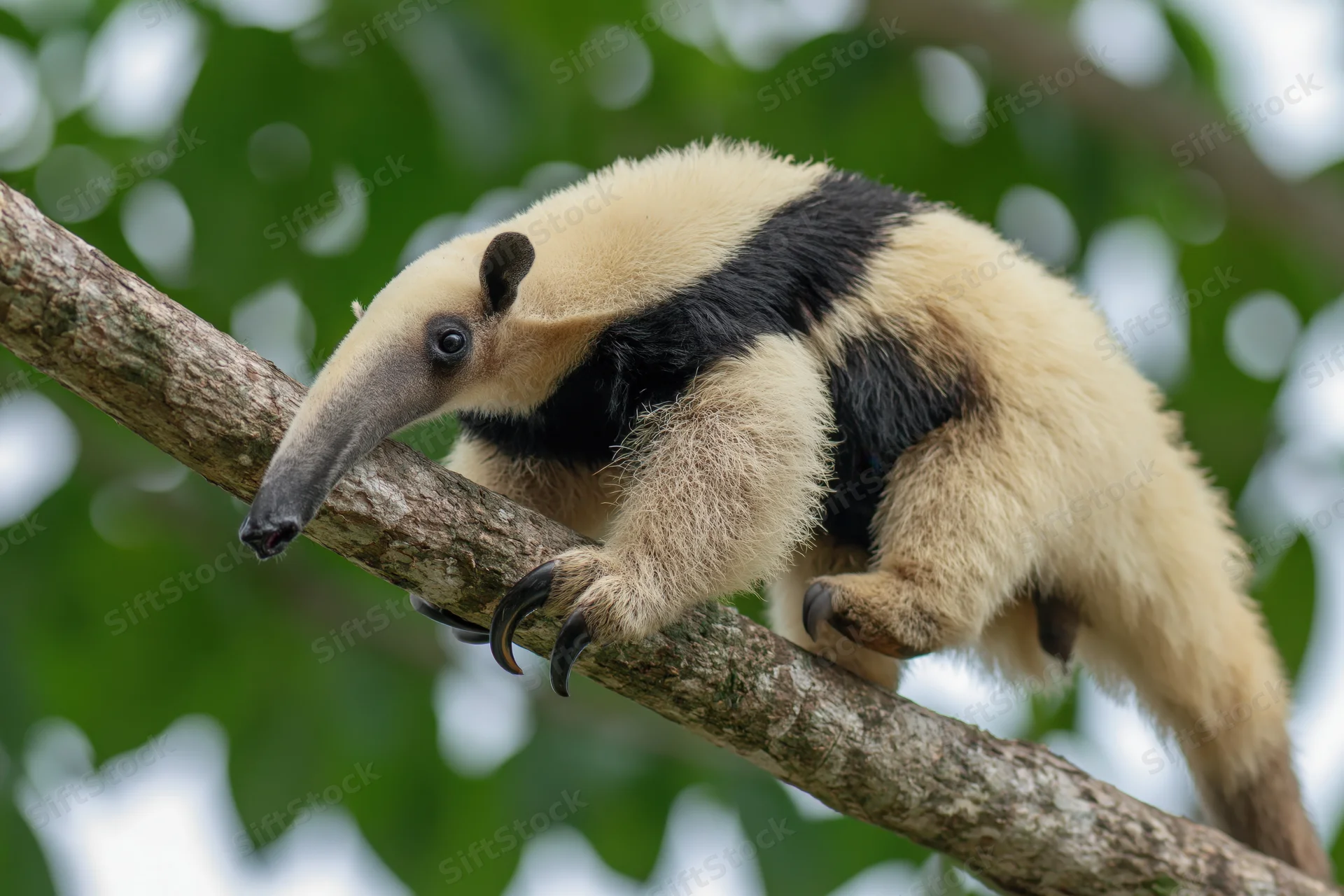 Southern tamandua climbing along a thick diagonal tree branch in a lush green forest