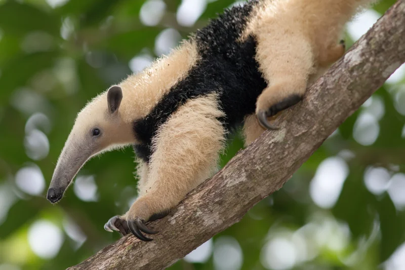 Southern tamandua climbing along a thick diagonal tree branch in a green forest canopy