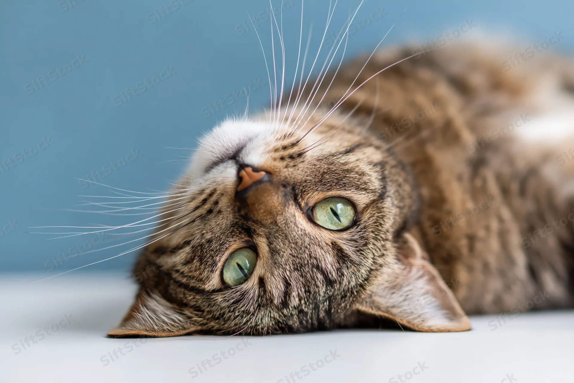Tabby cat lying on its side on white surface head tilted up