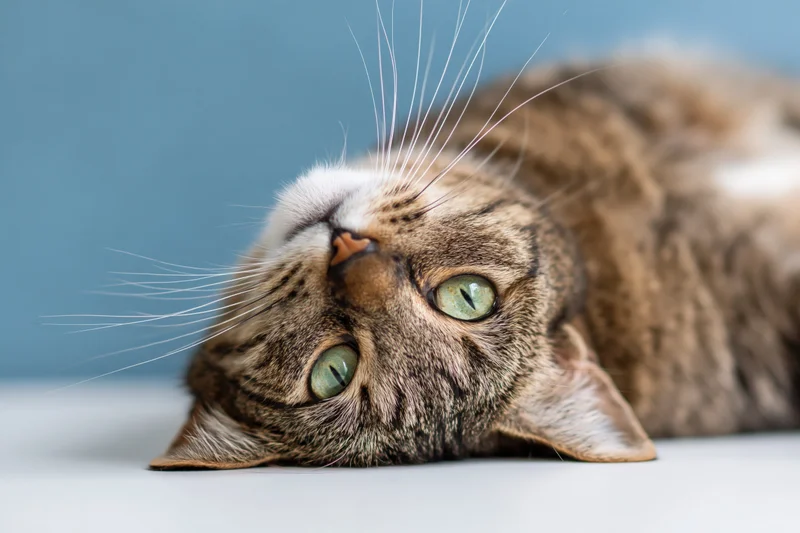 Tabby cat lying on its side on white surface head tilted up