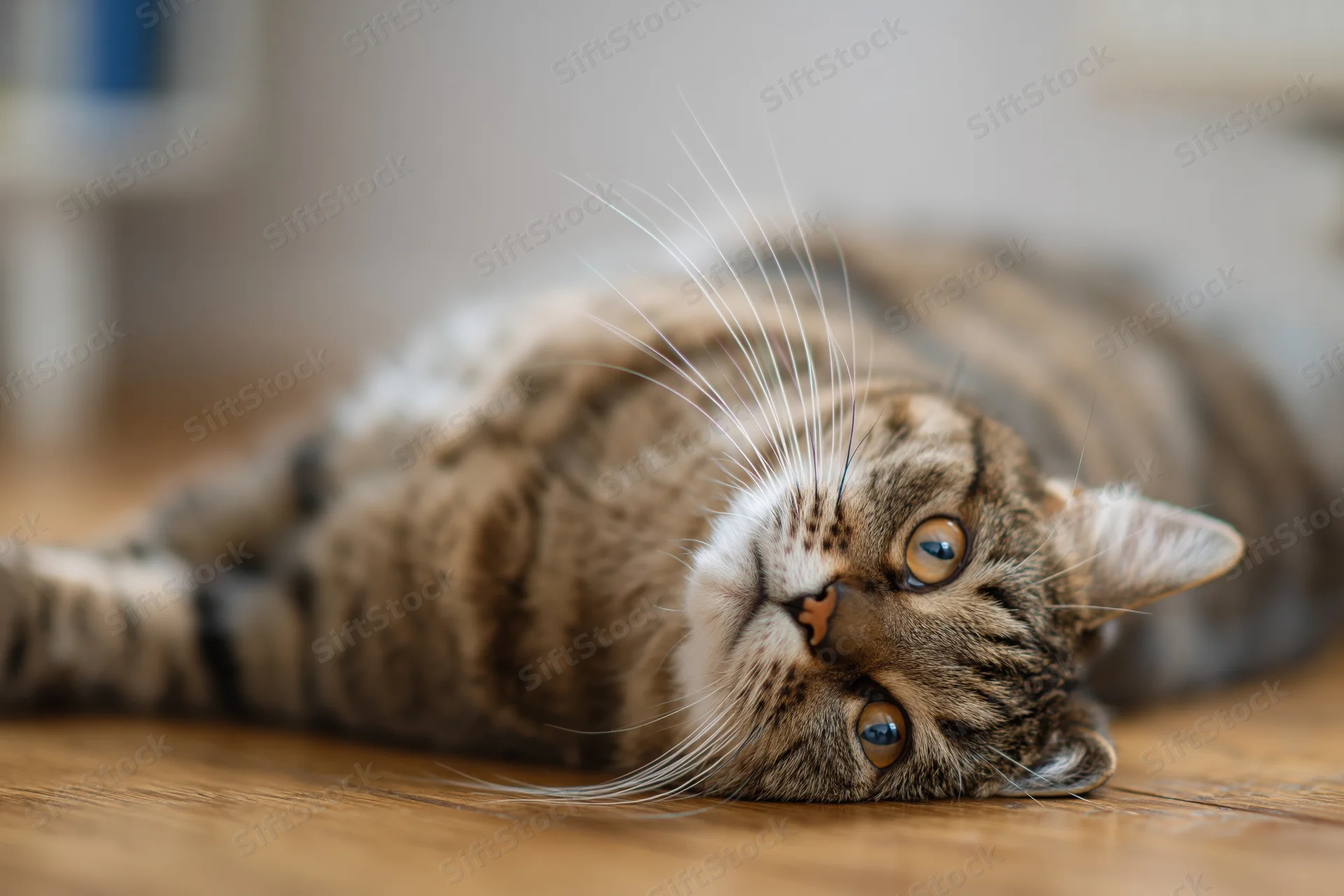 Tabby cat lying on its side on wooden floor head tilted sideways looking up