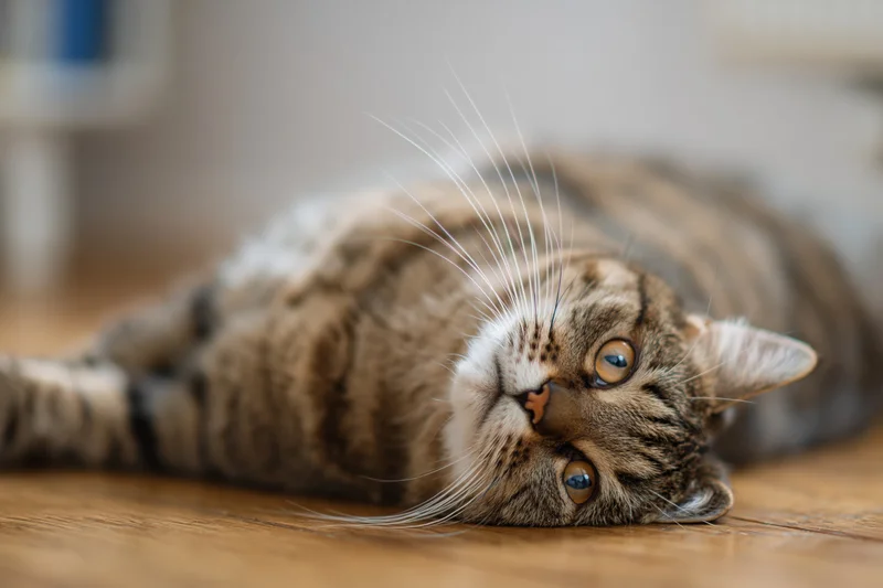 Tabby cat lying on its side on wooden floor head tilted sideways looking up