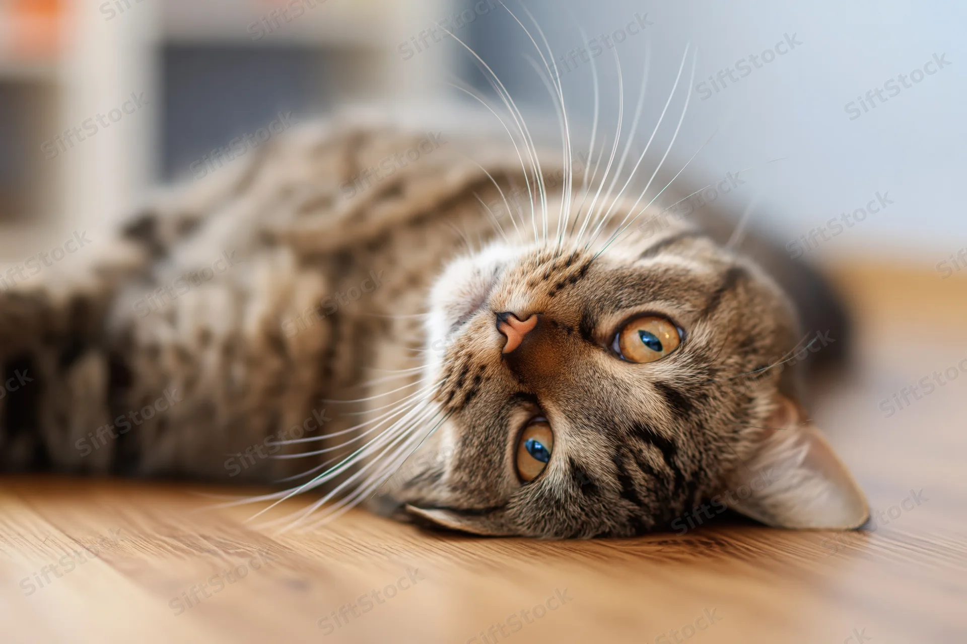 Tabby cat lying on wooden floor with head tilted and eyes looking up