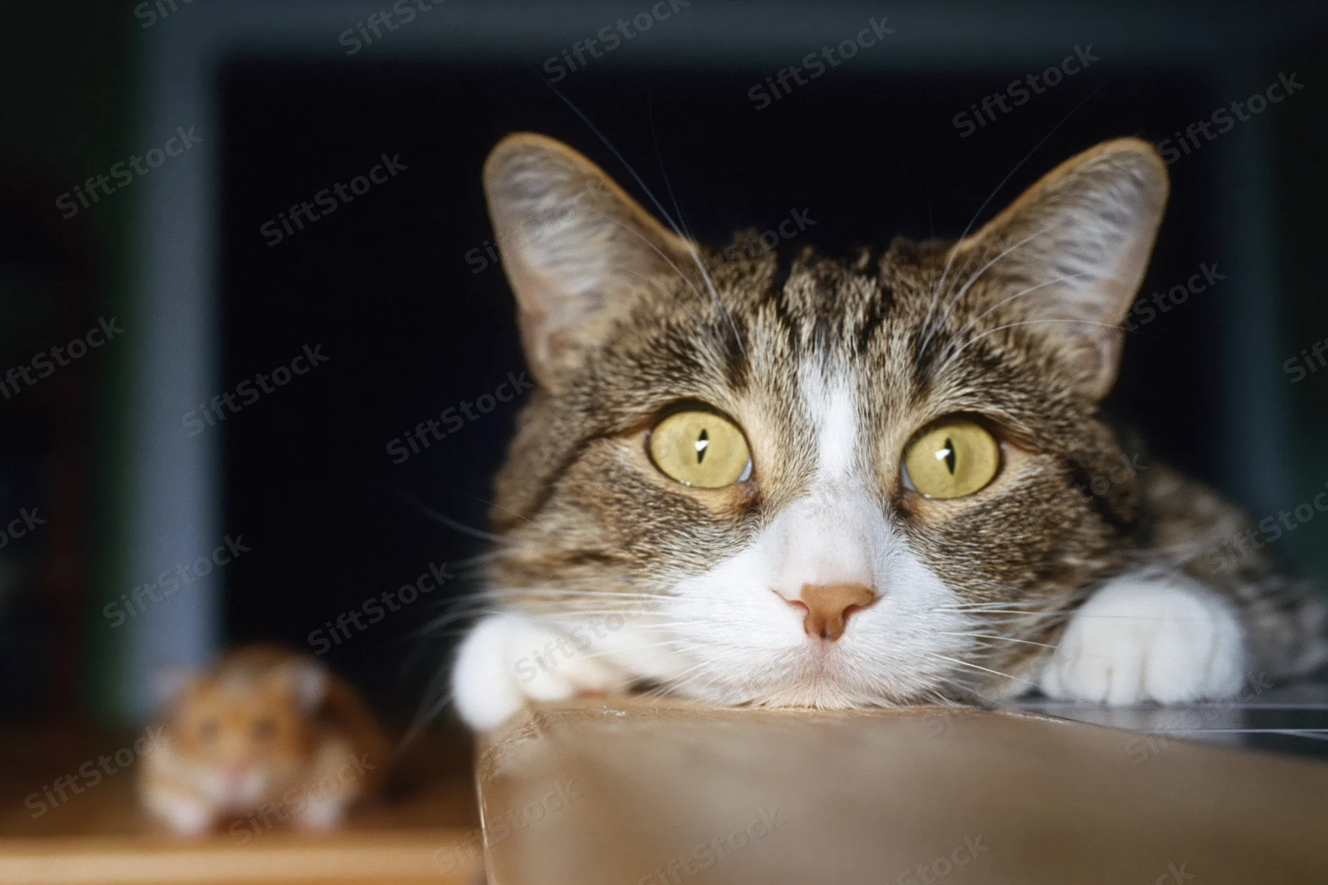 Tabby cat resting chin on table edge, looking forward with wide yellow eyes, small hamster blurred in background