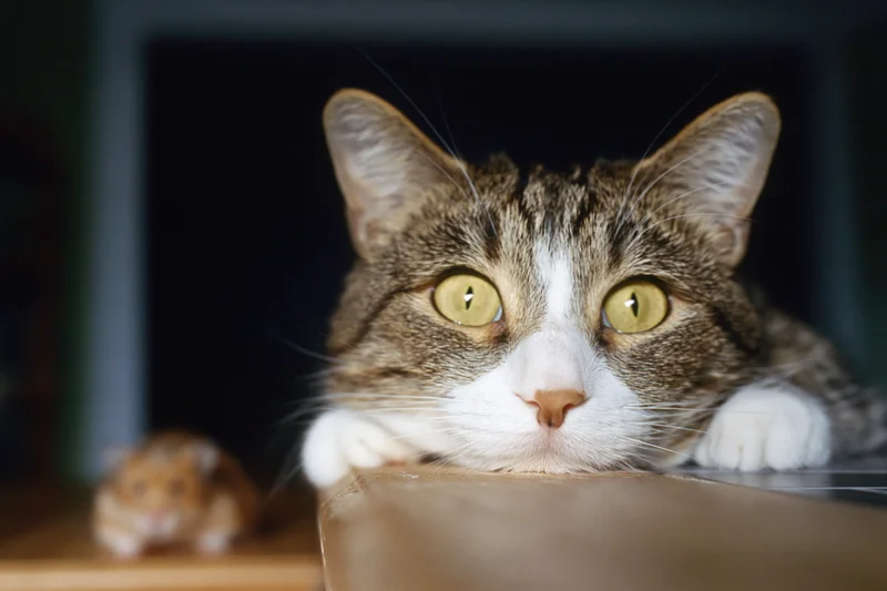 Tabby cat resting chin on table edge, looking forward with wide yellow eyes, small hamster blurred in background