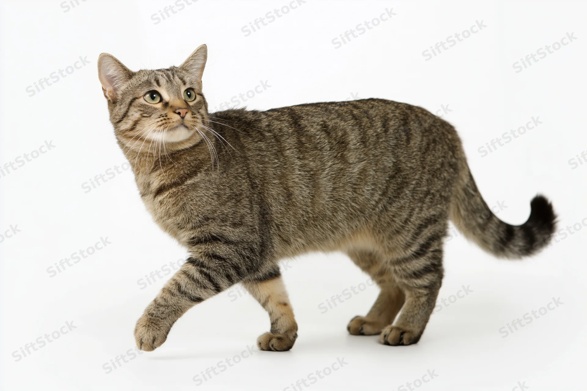Tabby cat walking with one front paw raised midstep against white background