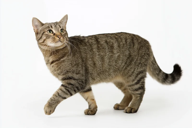 Tabby cat walking with one front paw raised midstep against white background