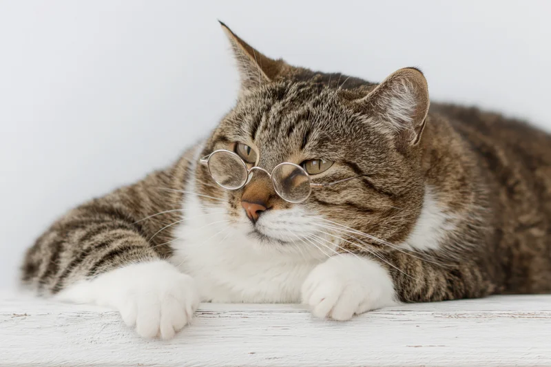 Tabby cat wearing small round wire-framed glasses resting on a white wooden surface