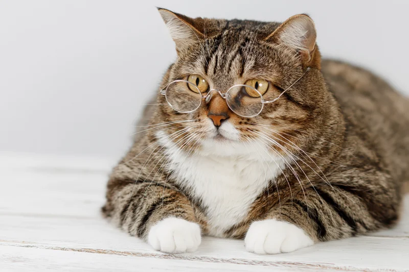 Tabby cat wearing small round wire-framed glasses resting on white wooden floor