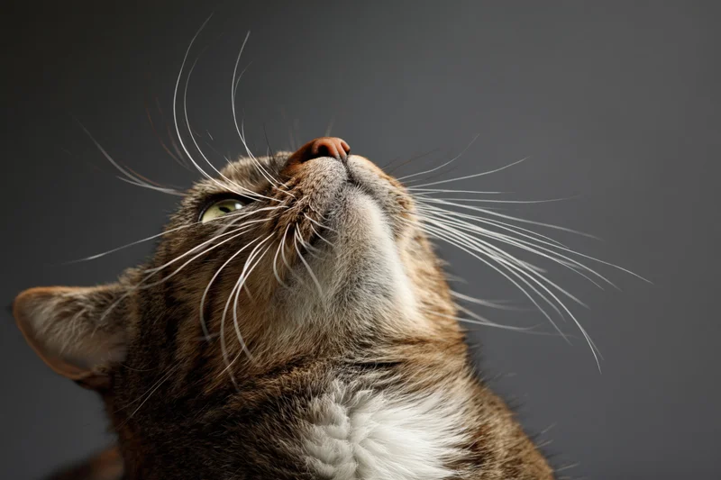 Tabby cat tilting head upward with long whiskers against dark background