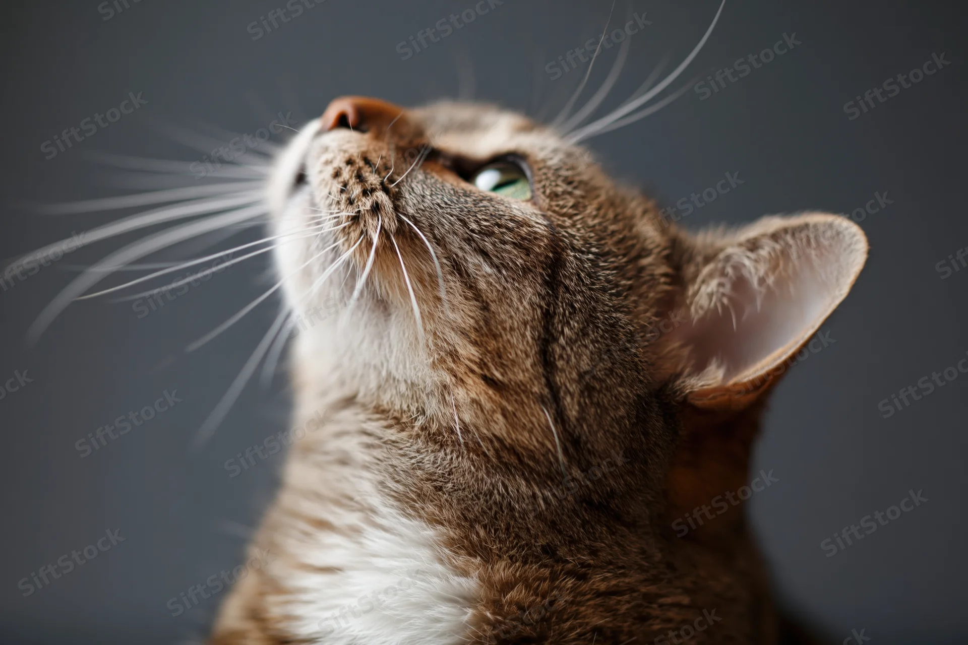 Tabby cat with long whiskers gazing upward head tilted back against dark background