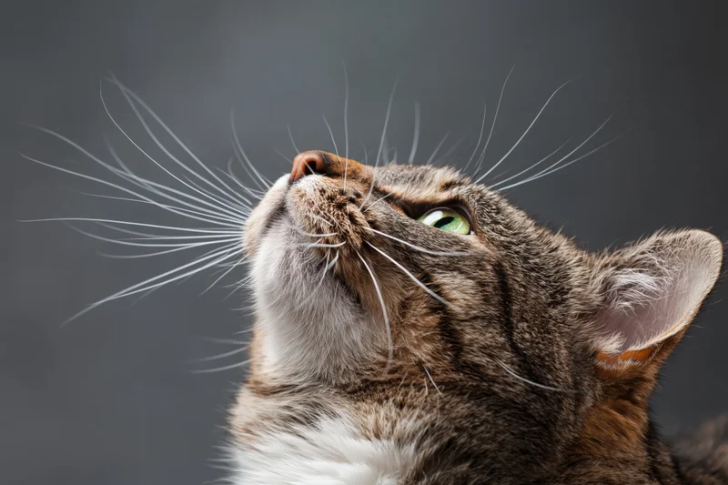 Tabby cat with long whiskers gazing upward head tilted back against gray background