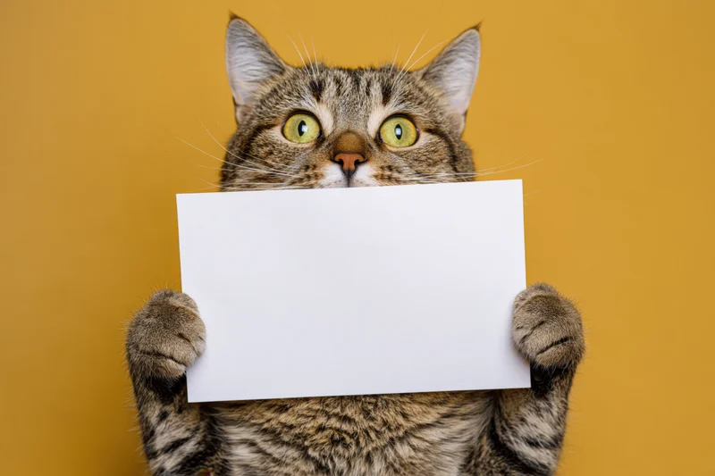 Tabby cat holding blank white sign in front of yellow background