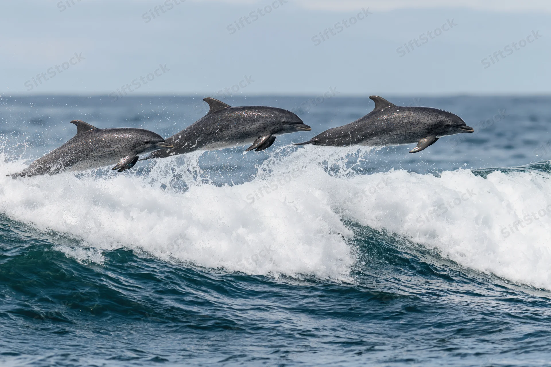 Three dolphins leaping above a cresting ocean wave